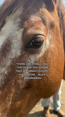 #healinggroundsk2h #healinggroundskth #keystohopecounselling #horses #brannaman #horsesoftiktok 