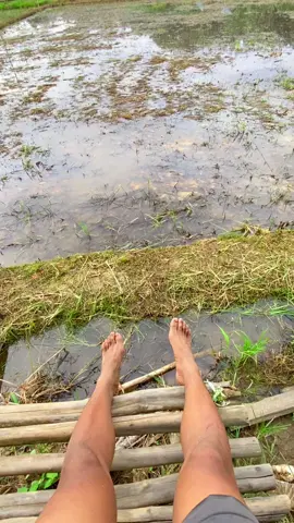 #kampungstory #anakpetani #sawah #cinematicsawah #videoestetik #aesthetic #anakkampung #naturehealingvibes #storypemandangan #cinematicaesthetic #pemandanganalam #kampunghalaman #videovibesestetik #naturecinematic 