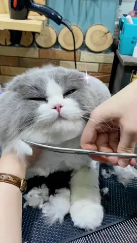 Come and give your cat a haircut. #cute pet#Pet grooming#lovelysong 