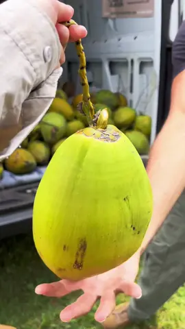 Organic Coconut Harvest 🌴🥥 #fruit  #coco #couple 