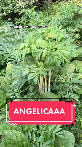ANGELICA! The answer to “what if celery was sweet and had a baby with the best carrot you’ve ever eaten, with the tiniest dash of anise?” 🤣 but for the love of all thing BRIGHT AND BEAUTIFUL don’t confuse it with Water Hemlock, Cicuta maculata!!