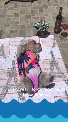 #dog#animal#of#tiktok#funny#fypシ 