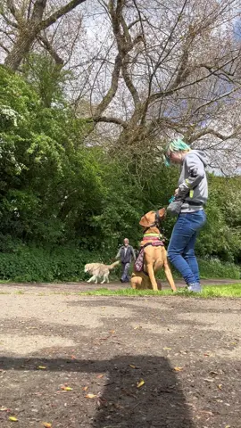 He’s doing phenomenally lately, and im so happy with him. He got a little overexcited when the black lab approached, but recovered instantly which is massive improvement. He’s just getting better and better 💛 #fyp #uk #dogsoftiktok #labrador #labradorretriever #happydog #workingdog #disabled #disabilityawareness #disabilitytiktok #invisibledisablity #dogcommunity #ilovemydog #dogsofuk #foxredlab #assistancedog #assistancedogintraining #assistancedogsoftiktok #servicedog #servicedogintraining #reactivedogrecovery #DogTraining #recallyourdog #norecallnofreedom #fitdogsarehappydogs 