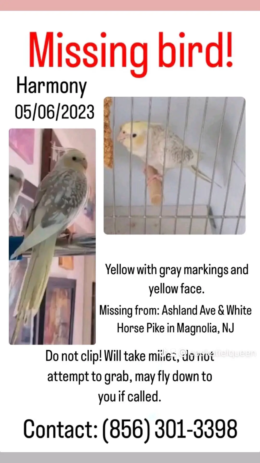 PLEASE SHARE WHEREVER YOU LIVE!!!!! #bringharmonyhome #bringherback #parrotvolancy #harmony #sharethis #share #help #missing #foryourpage #fyp #followers #cockatielbaby #cockatiellife #missingbirds #parrot_911 #parrot911 #911parrotalert #cockatiel #cockatiels #cockatielsoftiktok #cockatielsonntiktok #babycockatiel #missingbird #lostbird #lostbirds #lostparrot #lostsparrots #missingcockatiel #lostcockatiels  #lostcockatiel #lostcockatielnj #missingcockatielnj #cockatielsoftheworld #cockatielsofinstagram #cockatielsaretakingovertheworld 