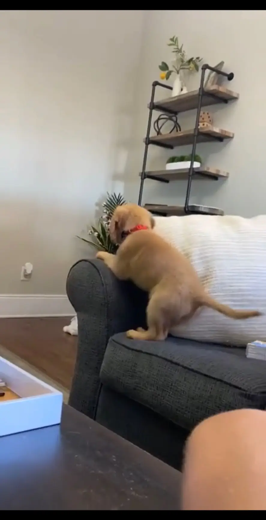 Rip golden puppy 🫡 fell off the couch while not paying attention (they were okay!) #goldenpuppy #puppycouch #dogslideshow #dogsoftiktok #funnydog 