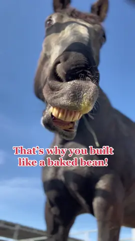 That has to be why ponies built so stocky… they have to keep up with all the giraffes 🦒 🫘  #horses #ponies #horsehumor #barnlife #barnlifeisthebestlife #horsesoftiktok 