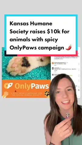 Fun animal news of the day: the Kansas Humane Society raised over $10k for rescue animals during their spicy OnlyPaws campaign 🌶️  They uploaded cat paws, dogs paws, and other animal pics for milestone in their fundraiser.  Find the Kansas Humane Society on their social media: TT: @Kansas Humane Society  IG: kshumanesociety  FB: Kansas Humane Society #catsoftiktok #onlypaws #catpaws #animals #kansas #dogs #goodnews #greenscreen 