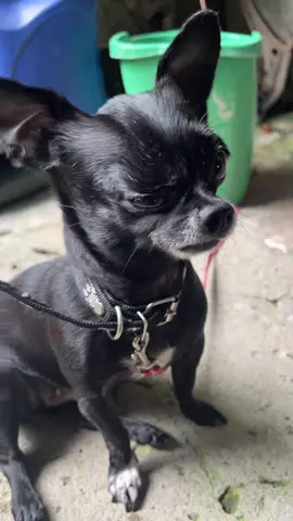 Jajajajaaj #dog #dogs 