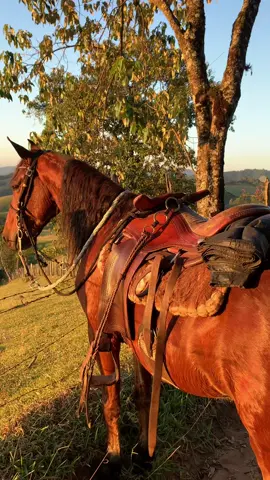 🙌🙏🍃 #agrostatus #cavalosminhapaixão #pecuária #paisagem 