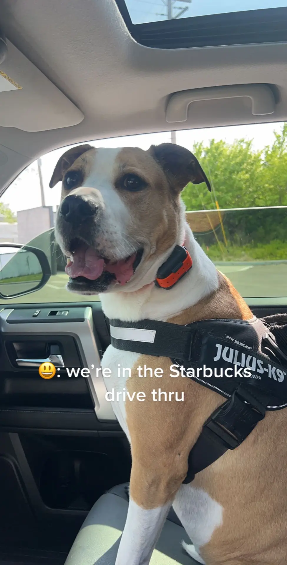 a day in the life of being Brody, Ep 1: going to miss pup cups & pizza rolls #dogsogsoftiktok #dogs #starbucks #puppy #pupcupstarbucks #fyp #totinospizzarolls 