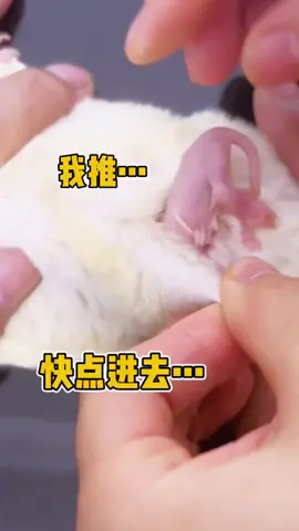 #會飛的蜜袋鼯 #鼴鼠 #可愛寵物 #蜜袋鼯 #sugarglider #飛袋鼠