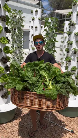 Vertical farming with chard on an aeroponic tower #chard #verticalfarming #towergarden #farming #agriculture #vegetables 