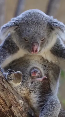 Koala Cuteness Overload: A Hug From Nature's Furry Teddy Bear! 🐨 #animals #koala #australia #koalas #koalabear #koalalove #wildlife #animals #koalasoftiktok #nature #koalababy #koalabears #cute #babykoala #animal #ove #kangaroo #koalalife #australiananimals #savethekoalas #australianwildlife #koalafreak #koalarescue #savethekoala #art #koalasgram #animallovers #koalafanworld #zoo #cutekoala #animalphotography #amazing #amazingvideo #digitalzoo