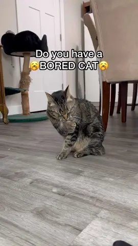 How to make your BORED CAT unbored 😂👏🏼 #boredcat #catfacts #chipthemanx #cat 