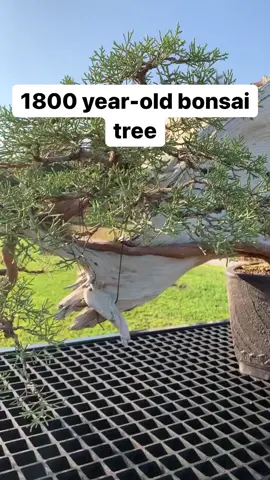 The masjesty of a 1800 years old bonsai #juniper #deadwood 