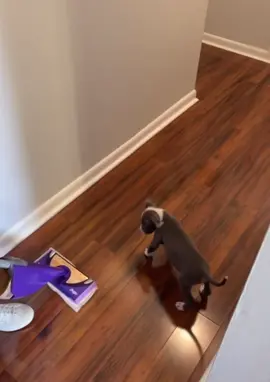It’s the paws for me 😩🥰 #babydallas #pitbullsoftiktok #thosepawstho #swiffer #throwback #dallasthepitbull @jndgibbs99 