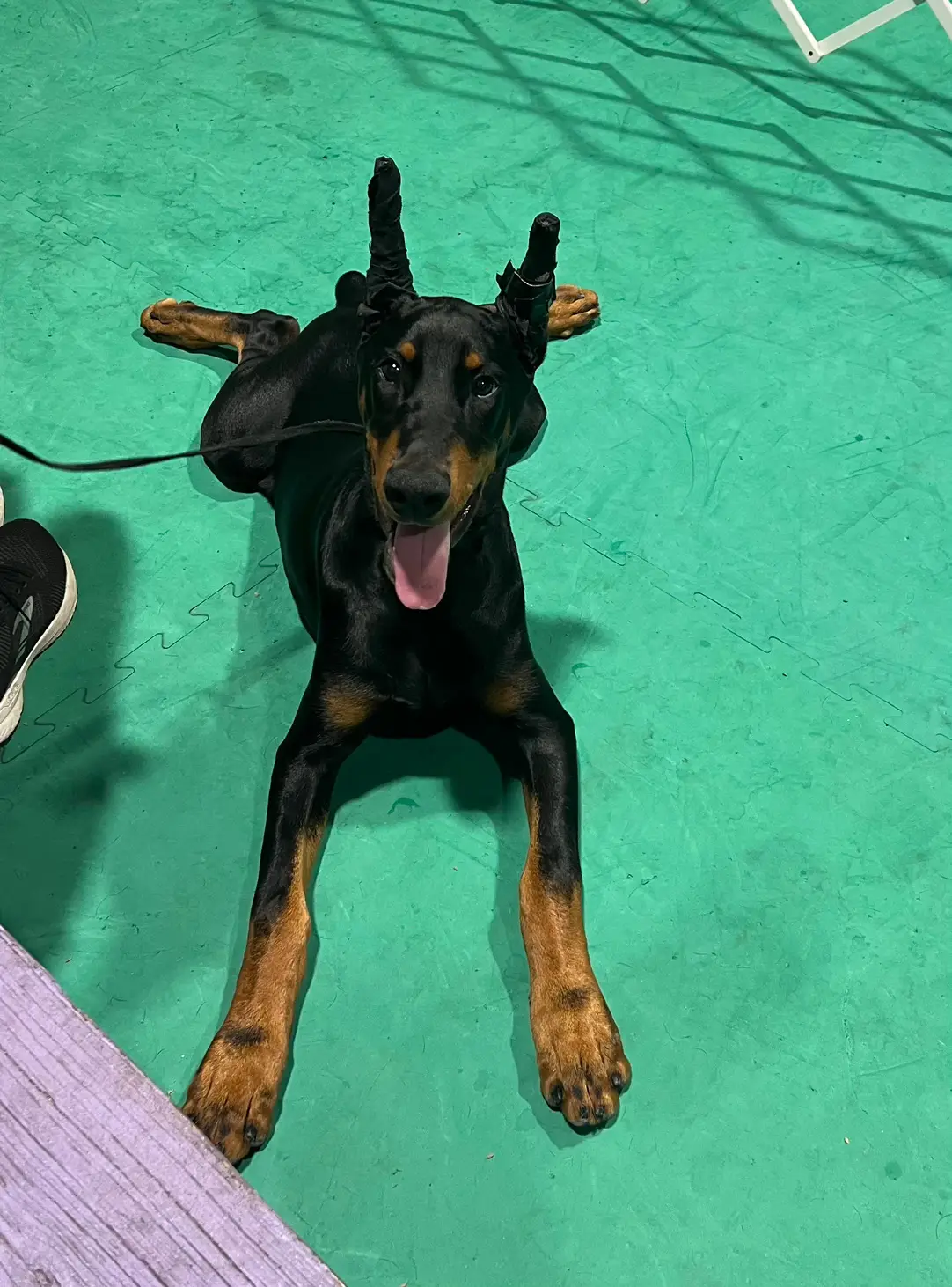 #doberman #dobermanpuppy #dobermanpinscher #puppytiktok #puppiesoftiktok 