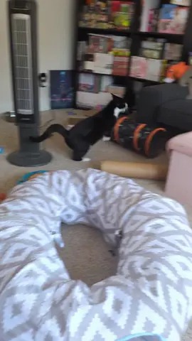 we just got all the revving up today going on #tuxedocat #tiktokcats #cattok #tuxedocatsoftiktok #catsoftiktok #growlingcat 