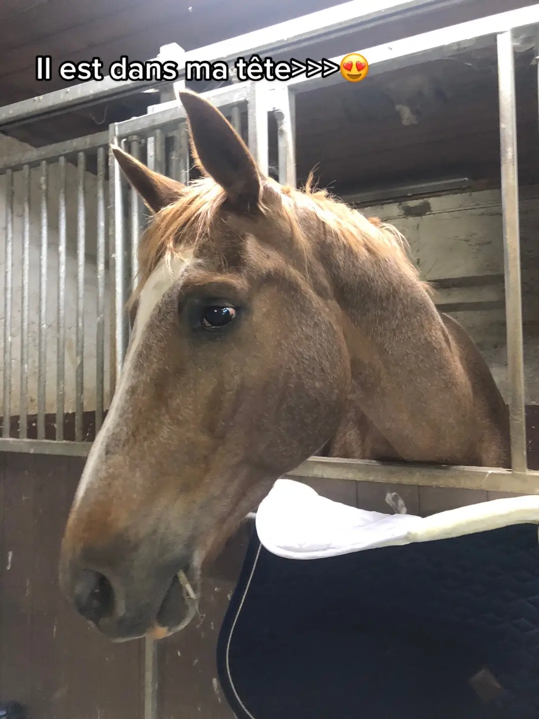 Incroyable 🤩#devinelapersonne #CapCut #pourtoi #fyp #equitation #trend #cheval 