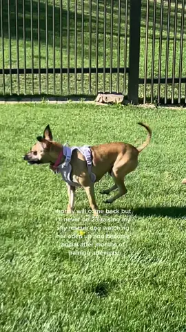 we have a longgg way to go with socialization but just seeing her run like this made my heart so happy 😭💗  #rescue #rescuedog #chipin #minpinsoftiktok #chihuahuastiktok #fosteringsaveslives #rescuedogsoftiktok #DogTraining #souldog #dogsocializationtraining    inspo: @yoshi_bichonfrise 