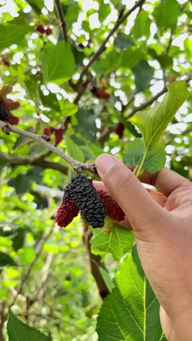 Mulberries!!! 🫶🏻🍀🌱 #mulberry #mulberries #wildberries #friutpicking #fruitsbasket #mulberrytree #farming #farmlife #farminglife #farmtok #farmers #farmer #farmgirl #farm #gardening #gardening101 #viralph #tiktokph #tiktokvideo #viral #fyp #fyppppppppppppppppppppppp #foryoupage #fypシ 