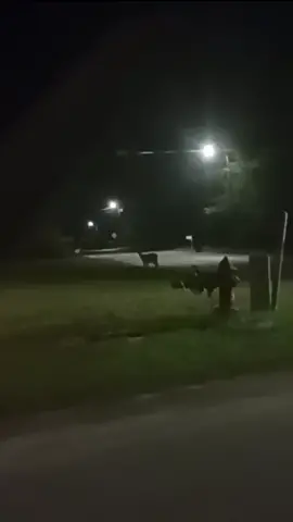 deer