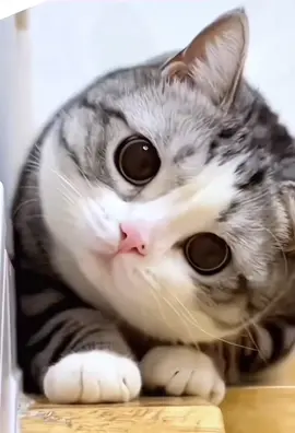 Oà 😝  #pet #cute #funnyvideo #funnypets #cats #mèo #mèocute #fyp #tiktokpet #xuhuong 