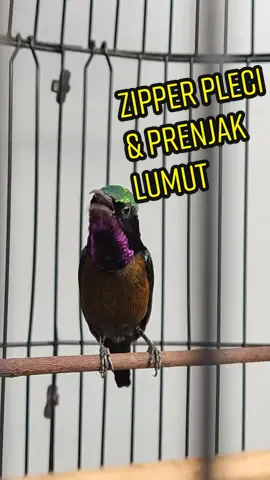 Konin gacor materi zipper pleci dan prenjak lumut.#purplethroatedsunbird #leptocomasperata #koninmania #hummingbird #masterankonin #kolibrininjagacor #koningacor #kolibri #kolibrininja #hummingbirds  #kolibrininjachannel #pleci #zipper #radio 