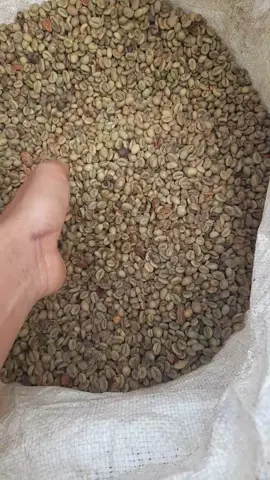 biji kopi arabika asalan #kopi#coffe#bijikopi#pagaralam_salam_jeme_kite#lahatsumateraselatan#penikmatkopi 