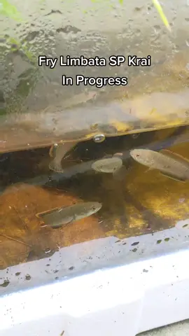 @godzillacomel19 Update fry Limbata SP Krai, Masih dlm proses progress baram manis2 🤭 Saya x open jual lagi sbb nk kaji sampai tahap mana ikan SP ni kalau progress CB 😁 Fry pun x sampai 10 ekor sihat yg lain masih dlm rawatan patah pinggang 🤣 #ajbettamache #channalimbataprogress #channalimbata #channa #limbata #channamalaysia🇲🇾 #channaindonesia #fyp 