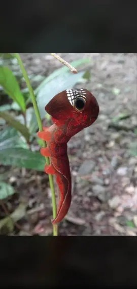 #phyllodes imperialis #chennille qui peut déployer un masque macabre .larve de papillon 🦋 de nuit originaire d#australia 