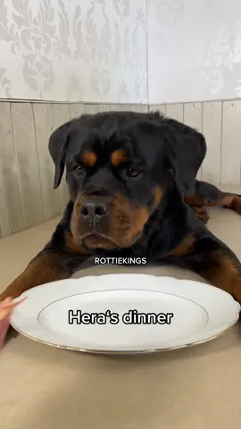 #rottweiler #hundefutter #barfdiet #rawfeeding #rawfeddog #tiktokdeutschland 