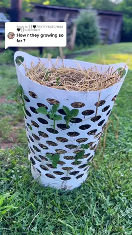 Replying to @⛓🖤PRXTTYBXTCH666🖤⛓ here’s an update! I’ll give another one once the plants grow a little more and then once at harvest 😊  #garden #gardening #gardenproject #homestead #homesteading #fyp #foryoupage #zone7a #zone7agardener #gardendiy #potatoes #growingpotatoes #growyourownfood #eatlocal #organic #laundryhamperhack #selfsufficient #homesteadtoktok #farmtok #farmtotable #farmfresh 