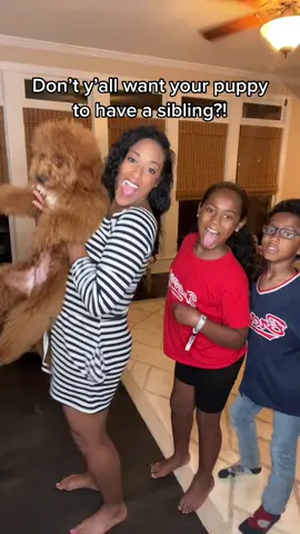 No way 😂🤣 I am done with puppies for a while! #dogmomlife #puppiesoftiktok #puppytiktok #newpuppymom #microminigoldendoodlesoftiktok #microminigoldendoodle #trending #fyp #fypシ 