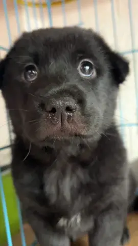 He has a cold and a runny nose. What medicine should he take?#loveliness #adorableptes #dog 