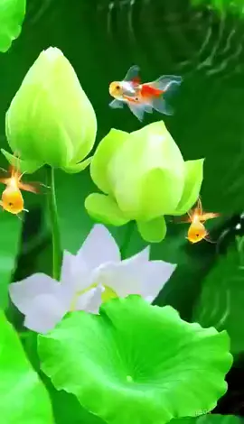 Enjoy the beauty of nature together.#scenery #foryou #tiktok #flower #cure #waterdrop 