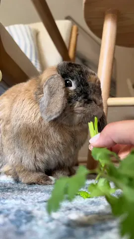 Why have one cilantro when you can have three??  #bunny #asmr #asmrsounds #asmrvideo #asmrtiktoks #hollandlop #rabbit #rabbitsoftiktok #hollandlopbunny #rabbit #trending #cute #cutebunny #eating #cuterabbit #eatingsounds #eatingasmr #babybunny #eatingasmr #asmr 