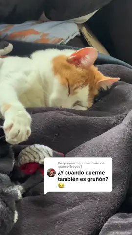 Respuesta a @manuel1reyes1  Si se molesta mucho jaja #gato #Tom #gatostiktok #flypシ #gatosgraciosos 