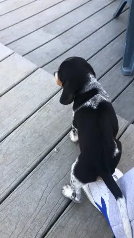 Blue tick beagle Whiskey Runner 