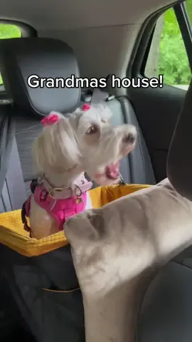 #dogsoftiktok #exciteddog #exciteddoggo #screamingdog #grandma #grandmasdog #louddogs #funnyvideos #screamingdoggo 