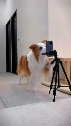 Smart, cute dog taking selfies. I love it #cute pet #dog #smart and lovely #selfie #like #share 