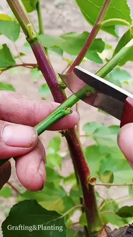 Peach tree grafting-bud grafting  #graftingplant #plantgrafting #grafting #graftingtechniques 