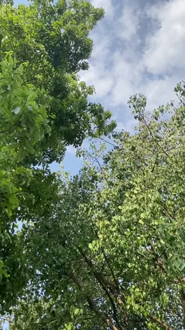 #CapCut #jamachwok❤️ #lovethenature🍃 