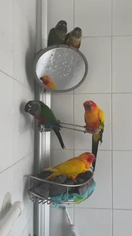 The whole gang is enjoying a steam shower ☺️ Allowing your bird to bathe is super important for their feathers! There are many ways you can encourage bathing, having them in a steam shower like this one either on or off of you, spritzing with a spray bottle above the bird so the mist falls down, providing leafy greens like kale and hanging it in your birds cage to encourage them to rub on it, or the good old water in a dish method! 