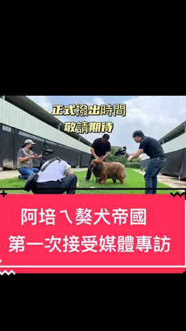 阿培ㄟ獒犬帝國 第一次接受媒體專訪 #超可愛的狗勾 #阿培育犬育喵  #阿培  #阿培獒犬帝國 #養育照顧毛孩 