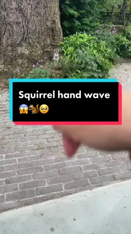 Testing the squirrel hand wave 🐿️ #squirrellifehack #squirreltok #squirrel #squirrelhandwave #squirrelhandwavemotion #squirrelhandgesture #fyp 