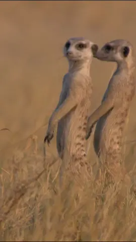 What are YOU looking at? #meercat #whatareyoulookingat #africanwildlife #wildlife #nature #animals #funnyanimals #natureaddic #fyp