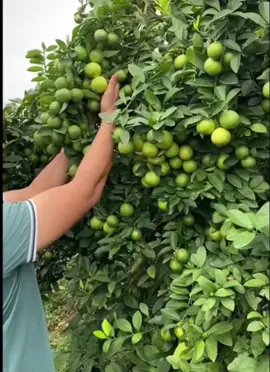 Đây là giống chanh cho ra 1000 quả 1 vụ #LearnOnTikTok 