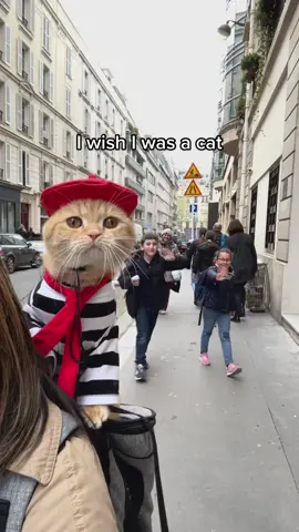 I wish I was a cat #catsoftiktok #petsoftiktok #cats #paris #foryoupage #foryourpage #travel #catlover