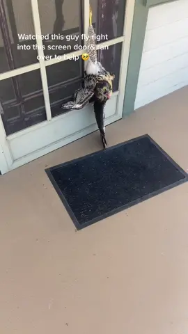 I guess you could say that we had a pretty interesting morning walk.  I looked up& saw two little birds bugging him. He tried to swoop down & land on the telephone pole. Unfortunately, he missed and hit the front screen door. #hawk #FYP #Nature 